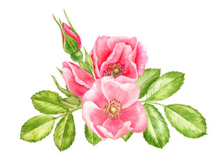 watercolor drawing flowers of wild roses