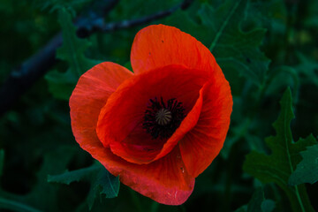 red poppy flower