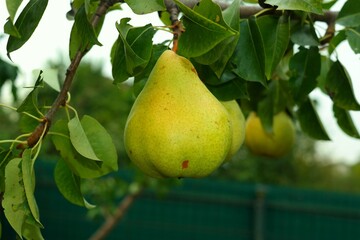pear on branch