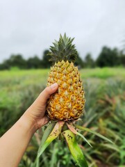 pineapple on the palm