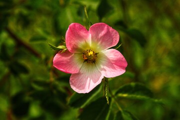 pink and white flower