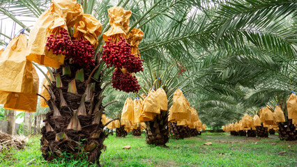 Date palm fruit on tree in the plant
