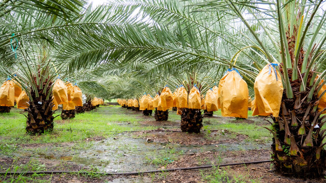 Date palm fruit on tree in the plant