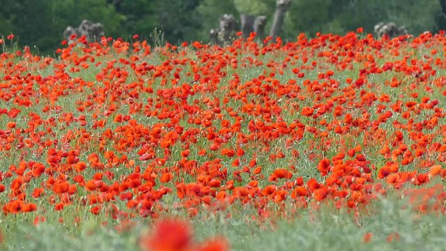 Baltic Sea. Cornflowers, flower field.