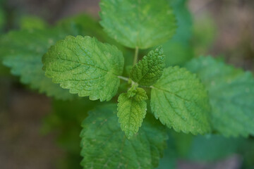 A close up of a green plant of mint