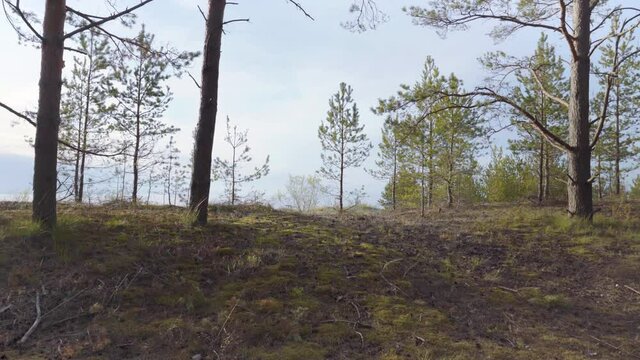 Walk in the Baltic pine dunes in spring