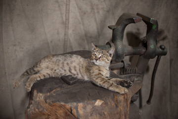 The grey cat is lying in the forge. Blacksmithing. © Наталья Вагнер