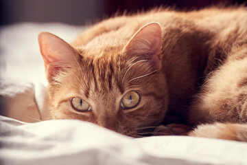 A ginger cat lying on a bed
