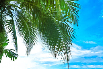 Fototapeta na wymiar Foreground leaves on coconut tree with blue sky background , seaside view.