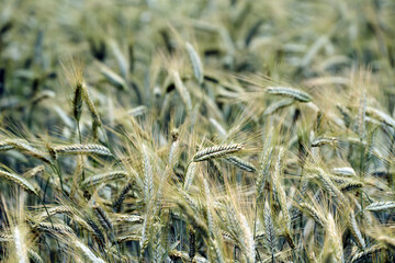 close up of a wheat field