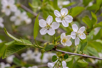 Spring flowering cherry with white flowers close-up