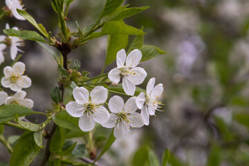 Spring flowering cherry with white flowers close-up