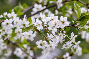 Obraz premium Spring flowering cherry with white flowers close-up