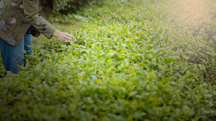 Close up hand of asian women picking organic tea leave at green tea plantation row.