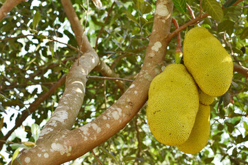 Jack fruit with blurry background