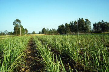 Fototapeta premium Sugarcane in field. green sugarcane growing in field.