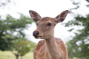 Cervatillo en Nara