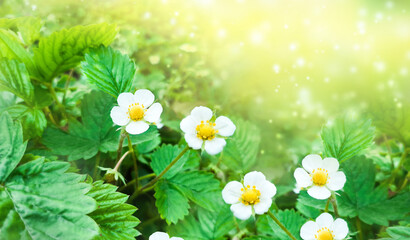 Fototapeta na wymiar Fresh blooming strawberries with sunlight and highlight in the garden. Summer day, growing plant, green leaves with white flowers. Bright colorful bokeh, glare banner, poster in nature with copy space