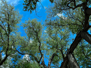 The blue sky with cloud behind the big tamarine tree