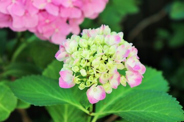 Pink hydrangea flower in summer