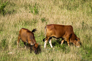 cows are looking for food on a stretch of hill