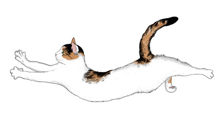 .Cute cat with an arched back. Illustration on white background. Hand-drawn vector illustration of an animal. Sketch.