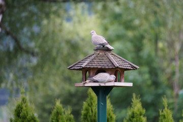 two collared-doves perching on a bird feeder house