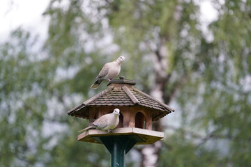 two collared-doves perching on a bird feeder house