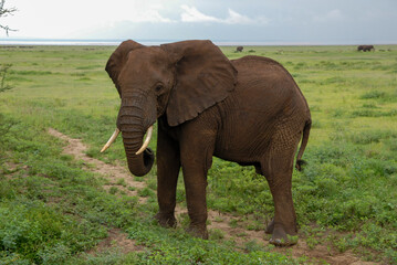 Fototapeta na wymiar African elephant in Lake Manyara National Park, Tanzania