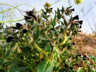 flowers in the field