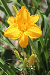 Fototapeta na wymiar yellow flower with water drops