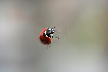 ladybird crawls over the window and it has rained