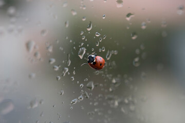 ladybird crawls over the window and it has rained