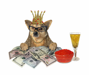 The beige dog businessman in a gold chain and glasses is sitting near a heap of dollars and a jar of red caviar. White background. Isolated.