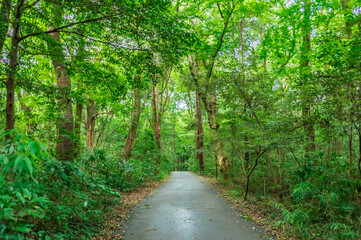 Fototapeta na wymiar 東京都渋谷区代々木にある大きな公園の森の景色