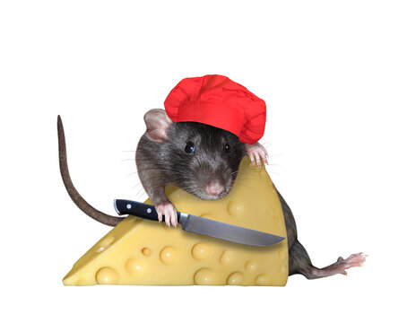 The pet rat in a red cook hat with a chef's knife is cutting a big piece of cheese with holes into slices. White background. Isolated.