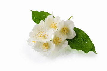 Jasmine flowers with leaves lie on a white isolated background. Drops of water on the petals.