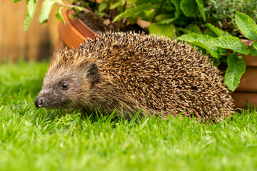 Hedgehog in the garden,  wild, free roaming hedgehog, taken from within a wildlife hide to monitor...