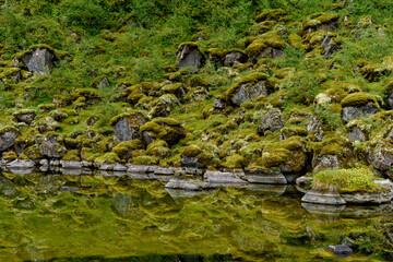 Nature of the Asbyrgi canyon, the north of Iceland