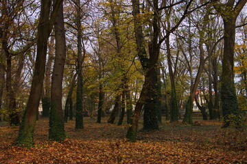 Fototapeta premium Autumn in Helikon park in Keszthely in Hungary,Europe 