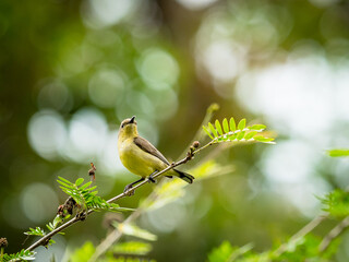 Olive-backed sunbird female sunbird perched on a branch in the garden