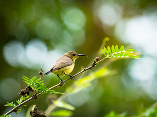 Olive-backed sunbird female sunbird perched on a branch in the garden