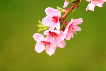 Peach trees blossom in spring