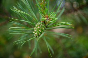 Close-up of green pine cone on a pine branch, background