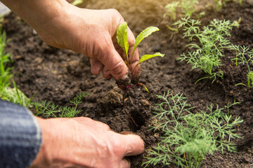 Closeup hands seeding young plant in soil in garden	

