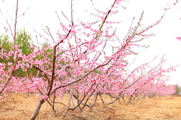 Peach trees blossom in spring