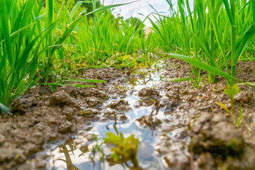 Young green rye sprouts on a Sunny day after rain. Agricultures.
