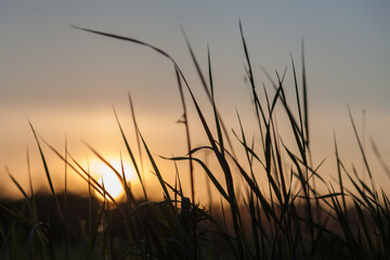 Field Of Grass During Sunset. Glare. 