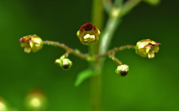 Knotige Braunwurz, Scrophularia nodosa, common figwort