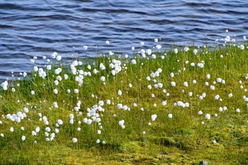 Flowers and nature of Iceland
